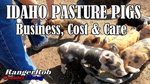 Idaho Pasture Pigs, Business, Cost & Care