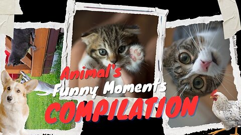 Bring a Smile To Your Face | Funny Cat Videos | Hilarious Moments