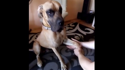 Great Dane enjoys relaxing massage from owner