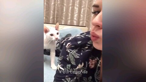 Funny Cats and Dogs Videos 2024 😍😂
