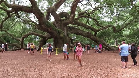 Angel Oak Tree - Walk With Me and see this awesome live oak south of Charleston, SC, Steve Martin(1)
