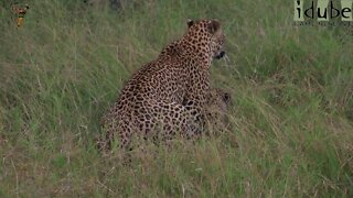 WILDlife: Pair Of Leopards Pairing