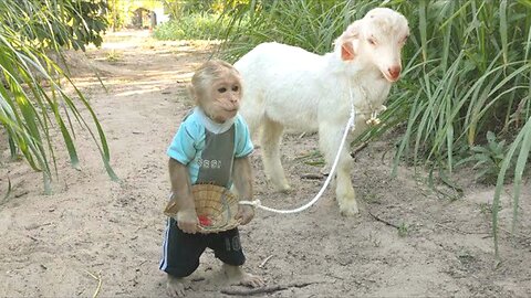 Monkey 🙈and Baby Goat🐐 friends...