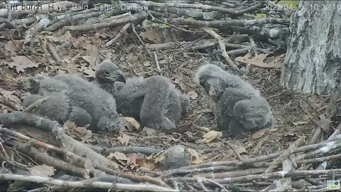 Hays Eaglets H15 to H14 "I was just playing" 2021 04 15 10:31AM