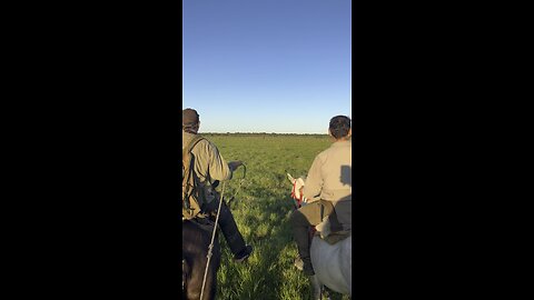 Argentina Water Buffalo Hunt