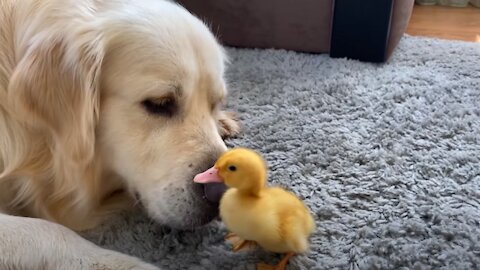 Golden Retriever Meets Baby Duckling for the First Time!🐶🦆
