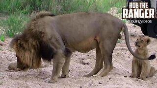 Lion Pride Interactions | Cubs Playing | Archive Mapogo Lion Footage