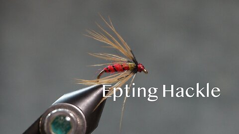 Epting Hackle (from Favorite Flies by Mary Orvis Marbury)