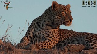 Male Leopard Looking For Prey