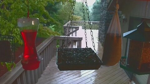 Live Bird Feeder in Asheville NC. In the mountains. Aug. 17 2021