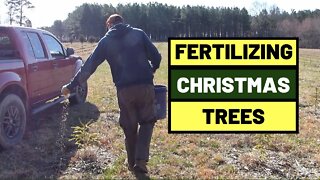 #111 Growing Christmas Trees - First Time Fertilizing New Seedlings