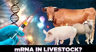 THE CORBETT REPORT: MRNA VACCINES FOR LIVESTOCK? - QUESTIONS FOR CORBETT