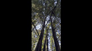 Redwood Canopy