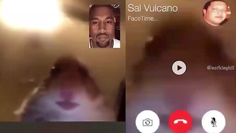 Hamster FaceTime Meme Compilation