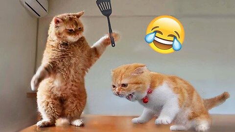 Funny Animal 🤣 Funny Dog and Cat video