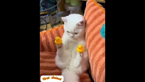 beautiful cute little kitten.s😻 trending video