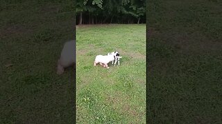 New lamb and puppy playing