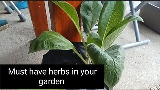 Must have herbs in your garden