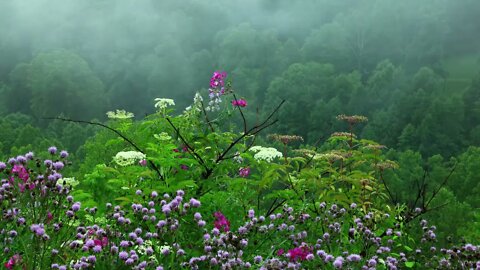 🎧10 HORAS DE SOM DE CHUVA NA FLORESTA COM FUNDO MUSICAL