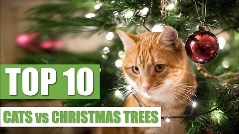 TOP 10 CATS vs CHRISTMAS TREES