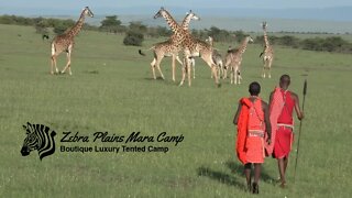 Zebra Plains Mara Camp Bush Walks | African Safari Experience