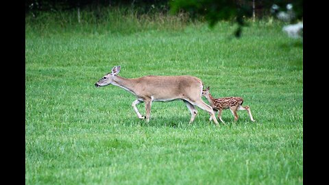 Fawns grow stronger, TX Night Hog's & Deer Weekly 5/24/24