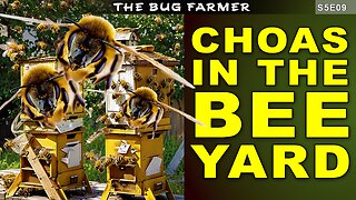CHAOS in the Bee Yard. Queen-less Hives and Laying Workers #beekeeping