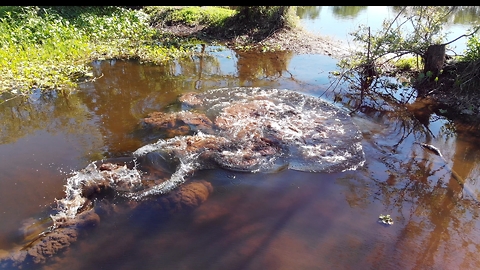 500lbs of solid muscle and teeth - see why you can't out-swim an alligator!