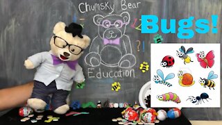 Learn about Bugs with Chumsky Bear | Science | Insects | Educational Videos for Kids