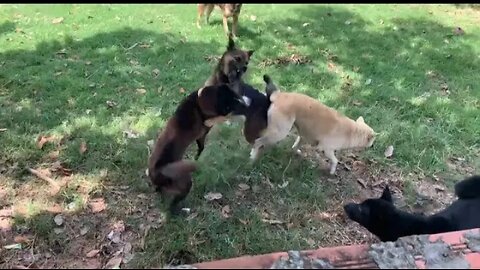 #dog #funny OMG! funny dog play and fight in farm make angry and fight with sick dog new 2023