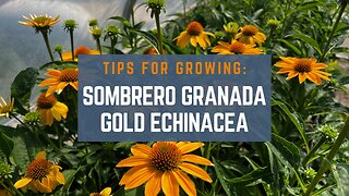 How to Grow Sombrero Granada Gold Echinacea (Coneflower): 3 Gardening Tips