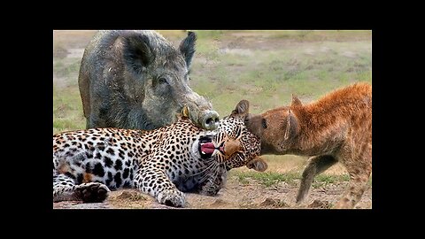 Wildlife Wars: Nature's Most Epic Brawls (Full Episode) | Animal Fight Night