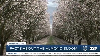 The importance of bees in Almond farming