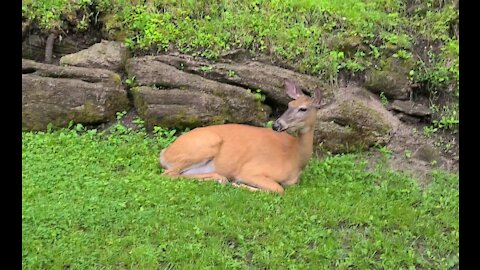 Mother deer becomes regular visitor in this backyard