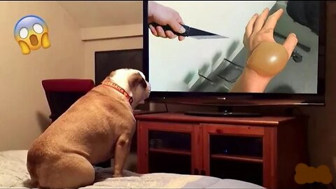 The Funniest Dog and cat Reaction ever | funny pet video compilation