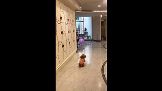 Sauna , dog playing with balloons in the hotel