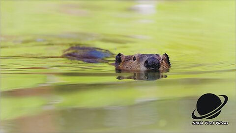 NASA Data Shows How Beavers Can Help Fight Climate Change