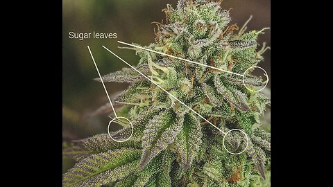 Bud Structure and Cannabis Structures & Big Cannabis Seeks to ko Non Competes