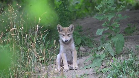 Rare Mexican Wolf Pup Gets Her Official Name After The Public Votes