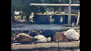 Sunbathing chickens