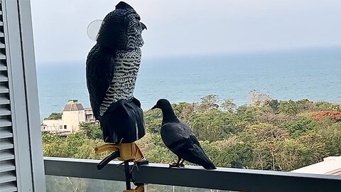 Pigeon Falls In Love With My Scare Owl