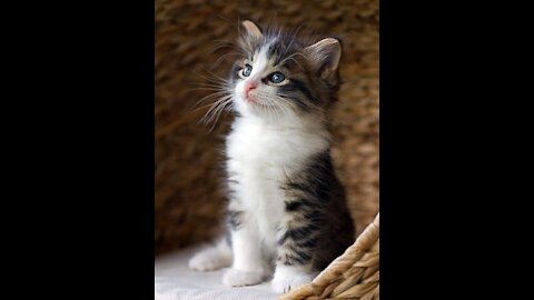 Cat in colorful shirt playing keyboard piano stock video ...