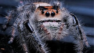 Regal Jumping Spiders - Phidippus regius #shorts