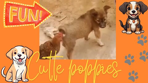 Funniest and Cutest Pets You Ever Seen! 🐾😂😍