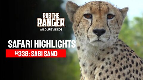 Safari Highlights #338: 21 - 24 April 2015 | Sabi Sand Nature Reserve | Latest Wildlife Sightings