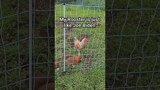 My Rooster is just like Joe Biden #shorts