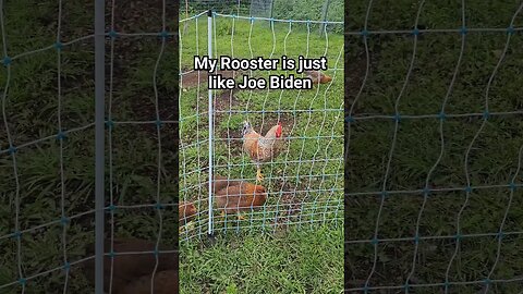 My Rooster is just like Joe Biden #shorts