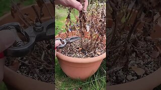 🪴Pruning Tip for Potted Mums This Spring ✂️ #shorts