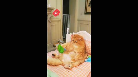 cat 😺 cute dramatic footage 👍