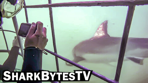 Submarine Sharks Caught on Camera, Shark Bytes TV Ep 35, The Giant Great Whites